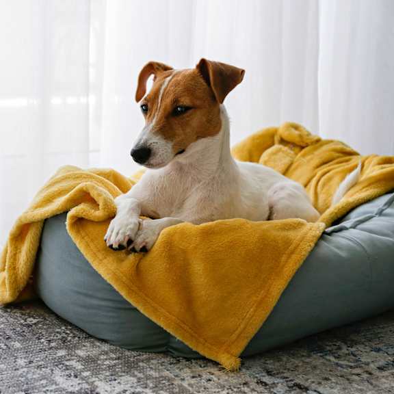 a brown and white dog sitting on a bed under a blanket