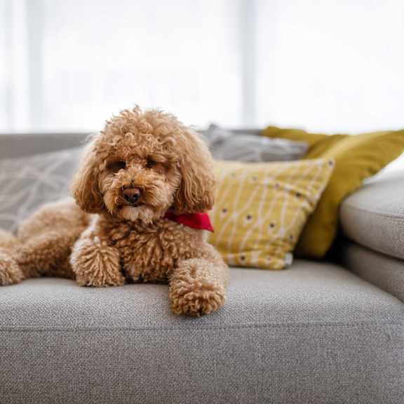 A brown dog with a red collar is sitting on a grey couch.