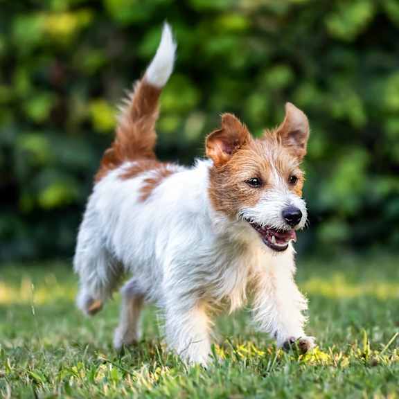 Dog running in a park