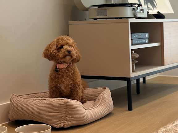 Dog is sitting on a dog bed 1 at Emporium House Apartments, Reading, RG1 7NW