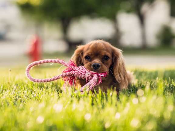 A small brown dog is holding a pink rope toy in its mouth.