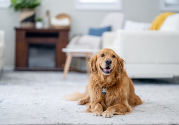 a dog laying on the floor in a living room