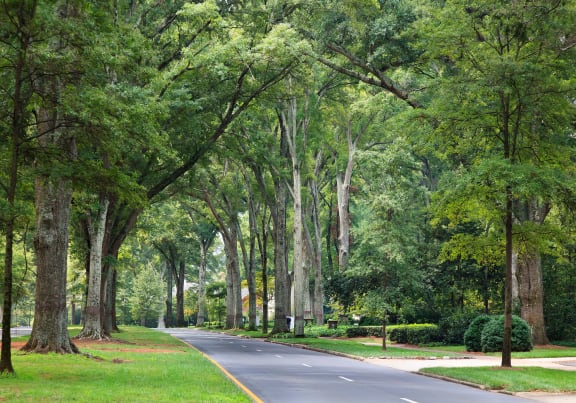 a street with trees on the side of a road