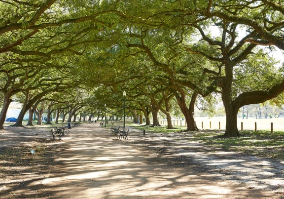 a tree lined path in a park with benches at Veranda at Centerfield in Houston, TX