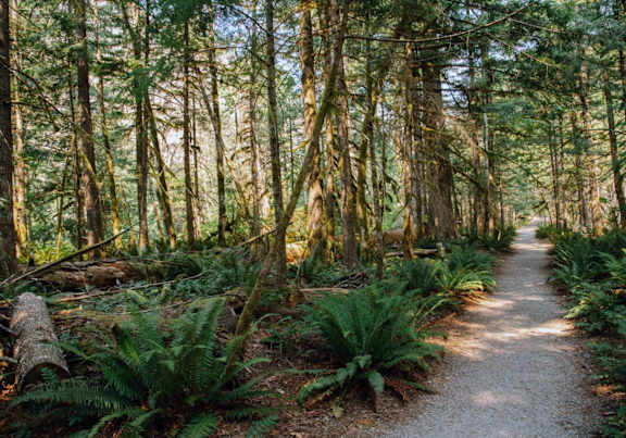 A forest path with ferns and trees on either side.