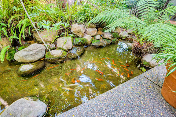 a koi pond with fish in a garden