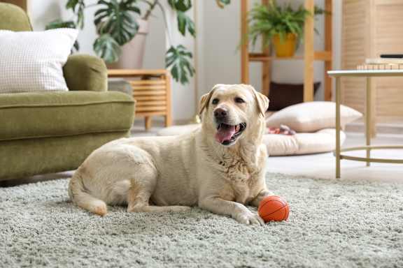 A dog is sitting on a carpet with a ball in its mouth.