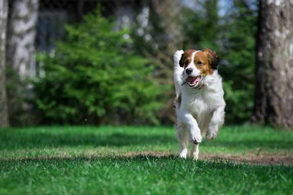 A dog is running on a grassy field. at Carolina Point Apartments, Greenville, South Carolina