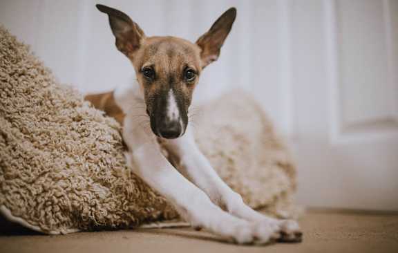 Dog with stretched out paws laying on brown blanket