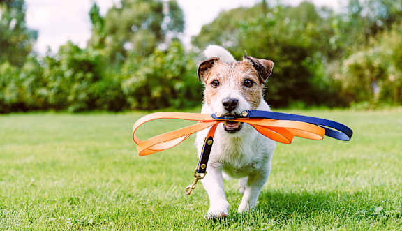 A small white and brown dog is holding a toy in its mouth.