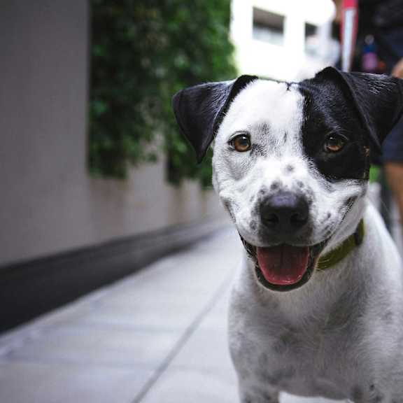 a black and white dog sitting on a sidewalk