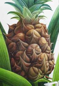A pineapple mural on the side of a building.