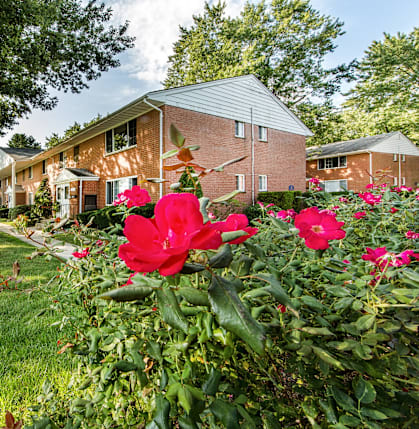 A red flower in front of a house.