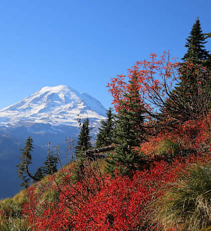A mountain with a snow cap and red bushes in the foreground.