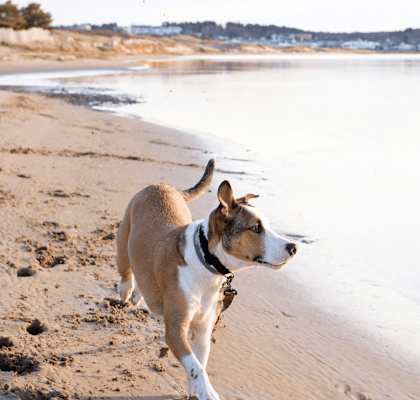 a dog walking on the beach near the water