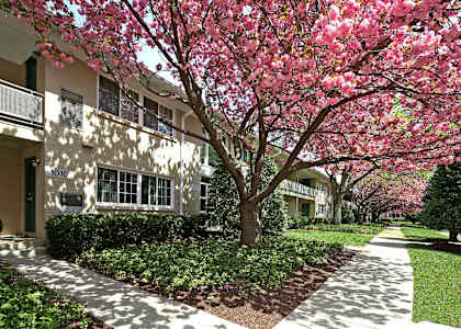 A tree with pink flowers is in front of a building.
