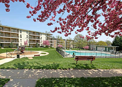 A tree with pink flowers is in the foreground of a residential area with a pool and apartment buildings.
