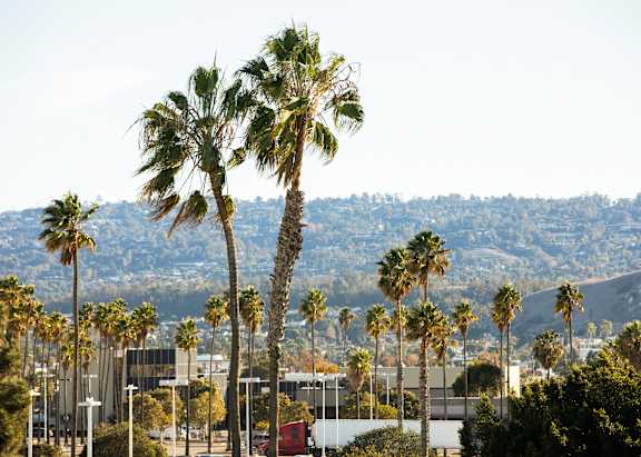Palm trees sway in the breeze in front of a city skyline.