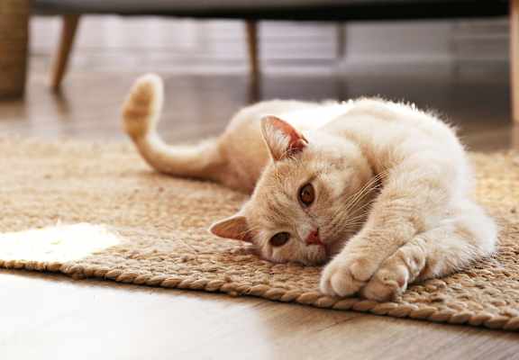 a white cat laying on its side on a rug