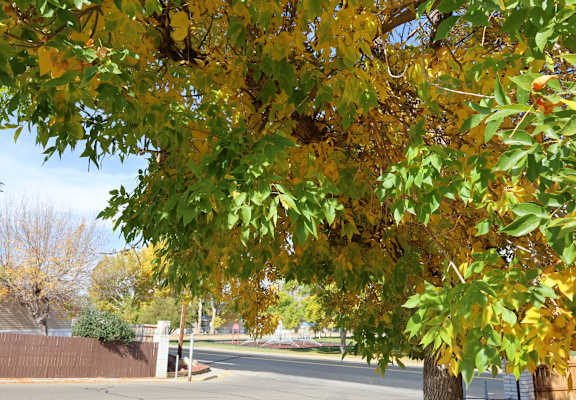 a tree with yellow and green leaves on a street at Pioneer Park, Green River, Wyoming