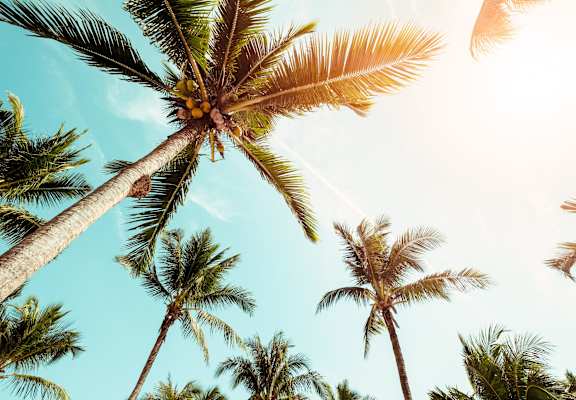 Palm trees swaying in the sunlight.