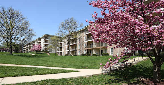 A tree with pink blossoms in front of apartment buildings.