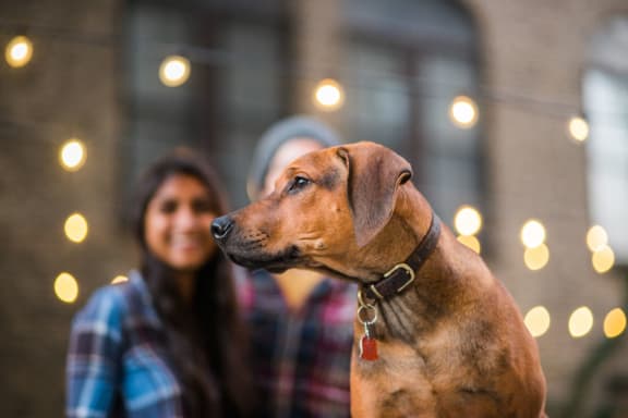 a brown dog sitting in front of two people