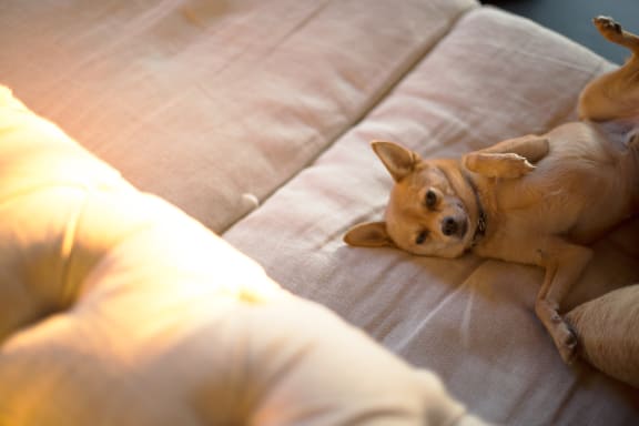 a small brown dog laying on a couch