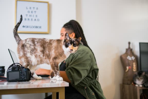 a cat standing on a desk next to a person with a laptop