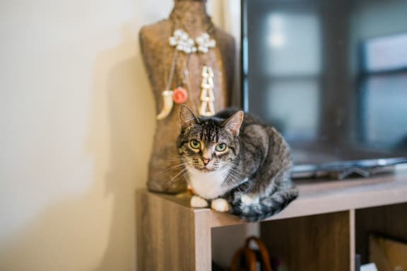 a cat sitting on a shelf next to a mirror