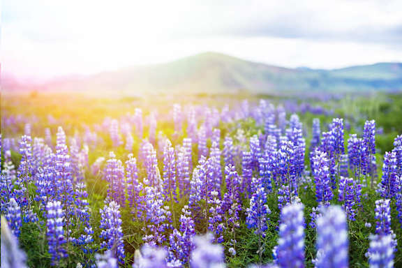 a field of purple flowers with mountains in the background