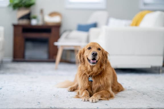 a dog laying on the floor in a living room at Marina Harbor, Marina del Rey, CA