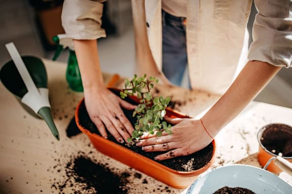 a person planting a plant in a pot