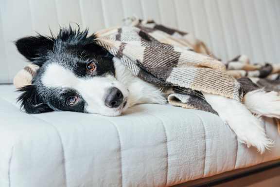dog lying on a white couch at Dunwoody Glen in Dunwoody, GA, 30360