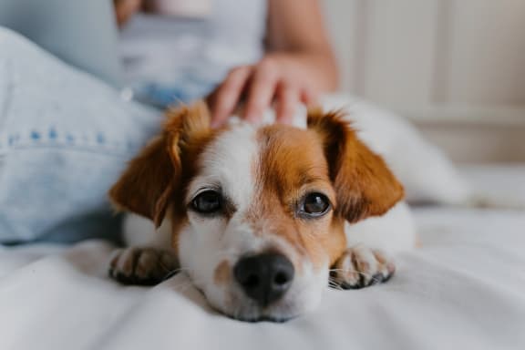 a dog laying on a bed with a person petting its head at The Standard on 32nd, West Fargo, North Dakota