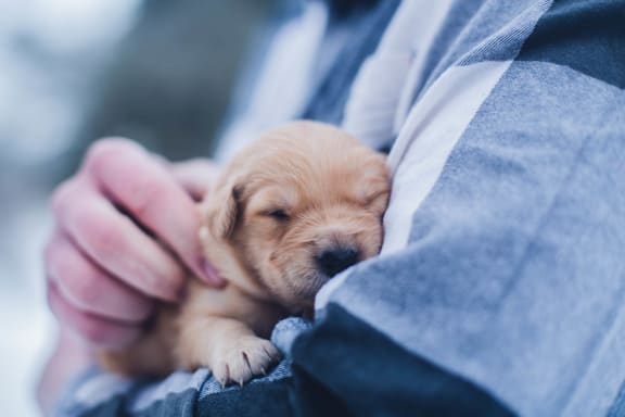 a person holding a small puppy in their lap