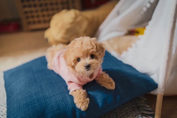 a small brown dog wearing a pink shirt sitting on a bed
