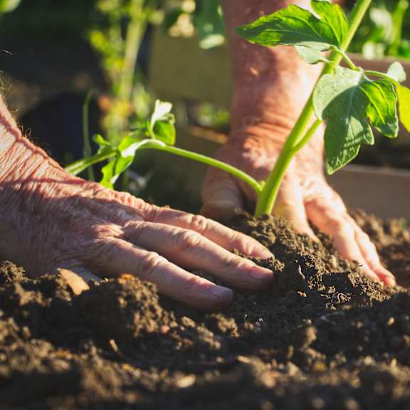 an elderly woman planting a plant in the soil at The Carillon, Greensboro, North Carolina