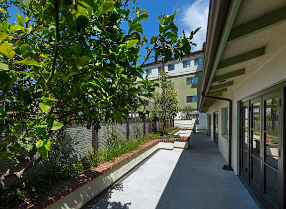 A tree with green leaves is in front of a building.