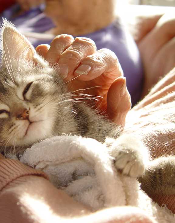 A small kitten is sleeping on a person's lap.