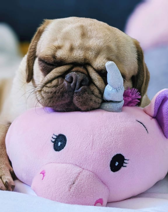 a dog sleeping on top of a pink stuffed animal A dog sleeping on top of a pink stuffed animal at Town Center Terrace, Paramount, CA 90723