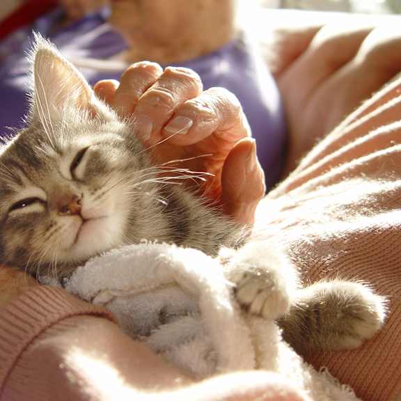 A small kitten is sleeping on a person's lap.