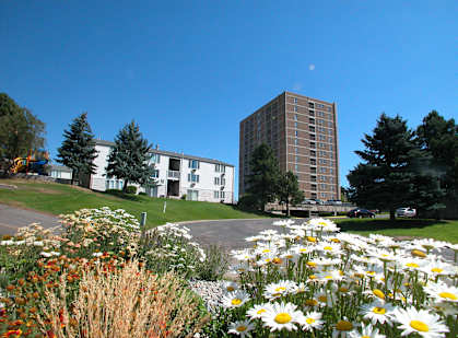 A field of daisies in the foreground with a tall building in the background.