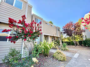 Exterior of Units with ornamental trees and shrubs at Stony Creek Apartments, Santa Rosa, CA