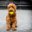 A small brown dog with a yellow ball in its mouth.