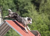 Thumbnail 2 of 4 - A dog is jumping off a red roof.