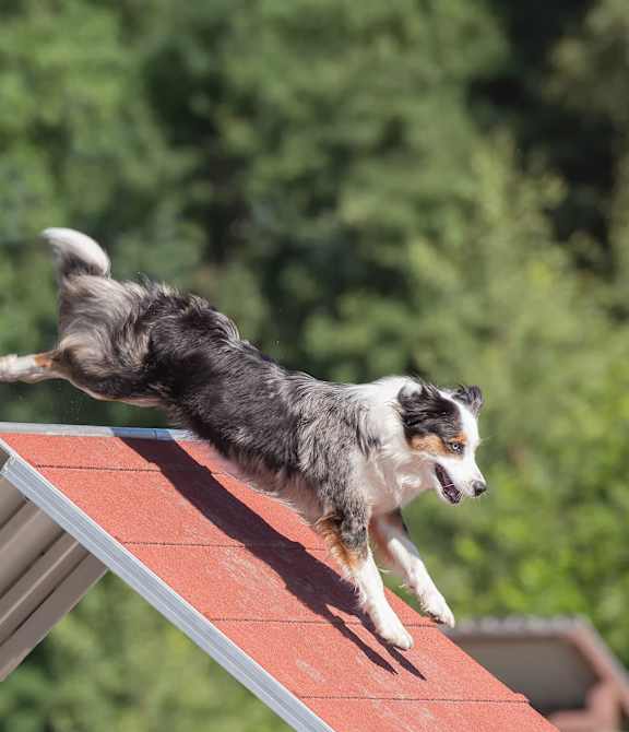 A dog is jumping off a red roof.