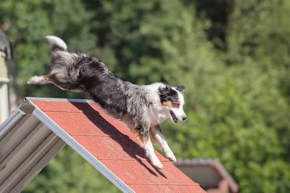 A dog is jumping off a red roof.