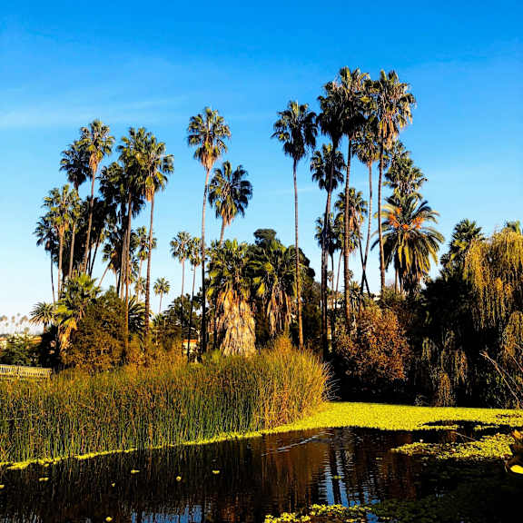 A group of palm trees are reflected in a body of water.