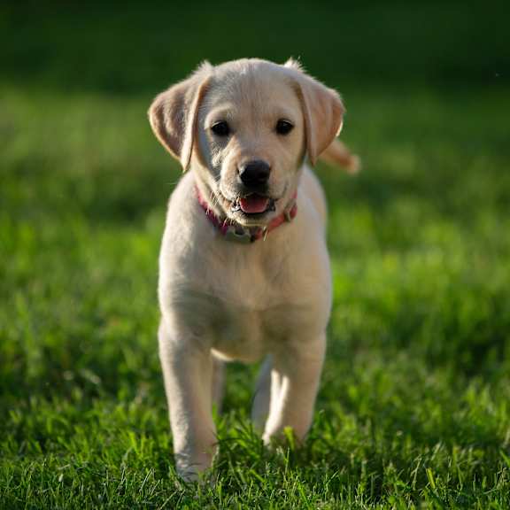 A small, light-colored puppy with a red collar is standing on grass.